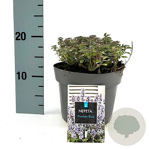 Nepeta 'Purssian Blue' GM 2,0L
