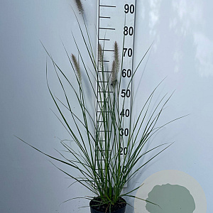 Pennisetum alopecuroides GM 2,0L