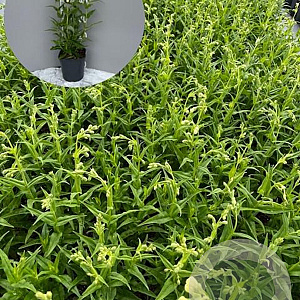 Penstemon 'White Bedder' GM 2,0L