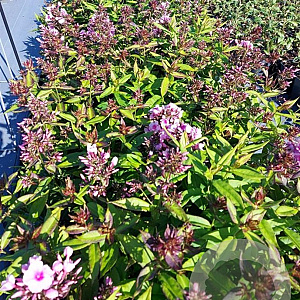 Phlox (P) 'Bright Eyes' GM 2,0L