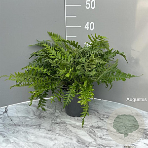 Polypodium vulgare GM 2,0L