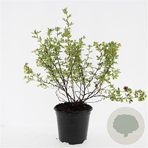 Potentilla tridentata 'Nuuk' GM C1.3