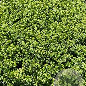 Sedum 'Herbstfreude' GM 2,0L