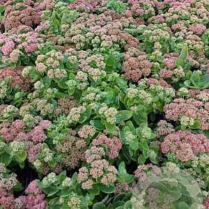 Sedum 'Herbstfreude' GM 2,0L