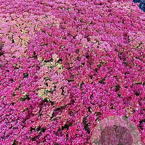 Sedum spurium 'Fuldaglut' GM 2,0L
