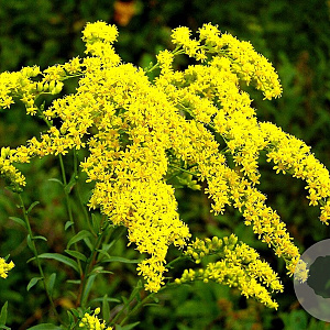 Solidago 'Goldkind' GM 2,0L
