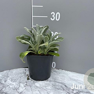 Stachys byzantina 'Silver Carpet' GM 2,0L
