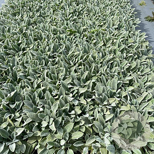 Stachys byzantina 'Silver Carpet' GM 2,0L