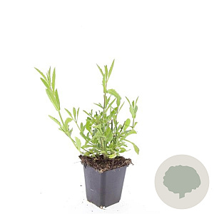 Verbena bonariensis GM P9