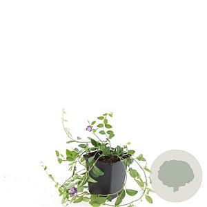 Vinca minor 'Atropurpurea' GM P9