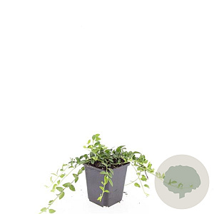 Vinca minor 'Gertrude Jekyll' GM P9