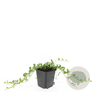 Vinca minor 'Gertrude Jekyll' GM P9