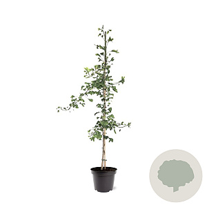 Ginkgo biloba 100-125 cm 7,5L