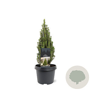 Picea glauca 'Zuckerhut' 25-30 cm 3,5L