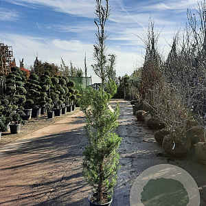 Pinus halepensis 175-200 cm 10L