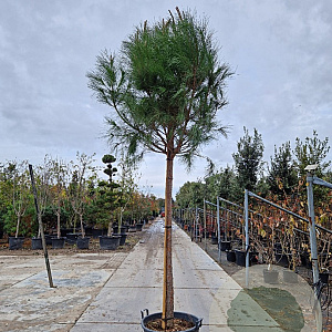 Pinus pinea 180 cm stam container 20-25