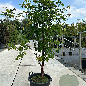 Acer griseum 175-200 cm draadkluit meerstammig