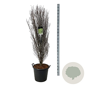 Frangula alnus Fine Line 170-200 cm cont. 55L extra