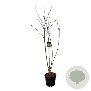 Koelreuteria paniculata 175-200 cm 30L extra