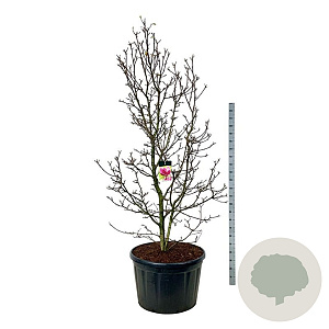 Magnolia 'Genie' 225-250 cm cont. 230L solitair