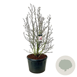 Magnolia soulangeana 200-225 cm cont. 230L solitair