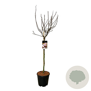 Magnolia soulangeana 90 cm stam 15L