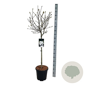 Magnolia stellata 80 cm stam 15L