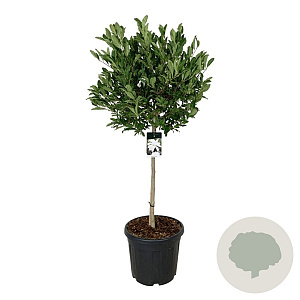 Magnolia stellata 90 cm stam cont. 55L extra