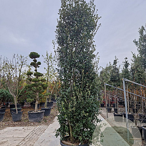 Quercus ilex 300-350 cm cont. 150L meerstammig