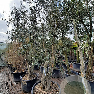 Quercus suber 350-400 cm cont. 230L meerstammig