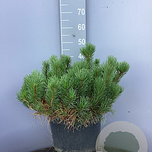 Pinus mugo mugo 50-60 cm 15L