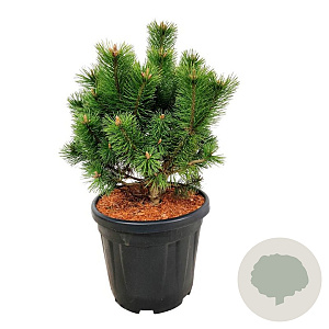 Pinus mugo 'Mumpitz' 30-40 cm 15L