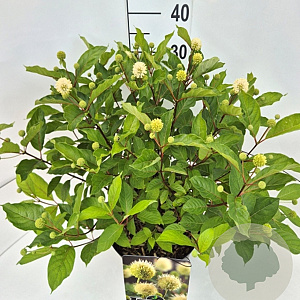 Cephalanthus occidentalis 35-40 cm 10L