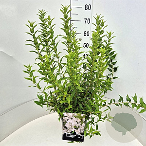 Deutzia gracilis 60-80 cm 10L