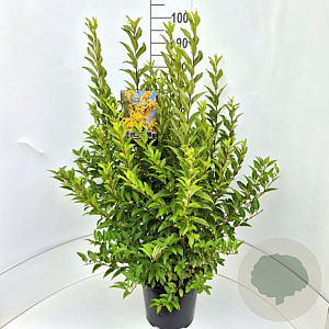 Forsythia int. Minigold 80-100 cm 10L