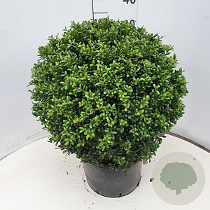 Ilex crenata 'Convexa' 40 cm 12L bol