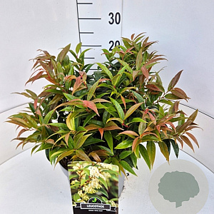 Leucothoe keiskei 'Royal Ruby' 30-40 cm 10L