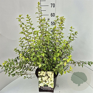 Philadelphus 'Manteau d'Hermine' 60-80 cm 10L