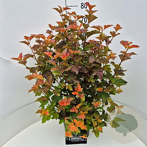 Physocarpus opulifolius 'Amber Queen' 60-80 cm 10L