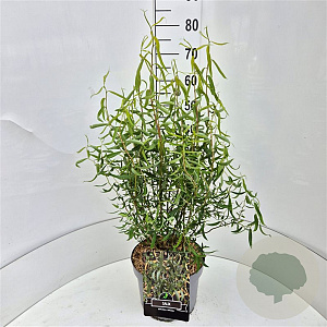 Salix babylonica 'Tortuosa' 60-80 cm 10L