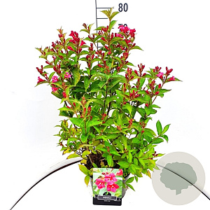 Weigela 'Bristol Ruby' 80-100 cm 10L