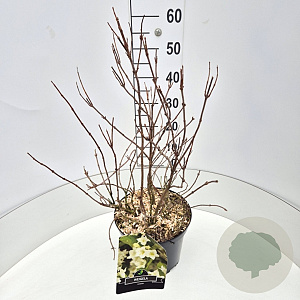 Weigela 'Candida' 50-60 cm 20L