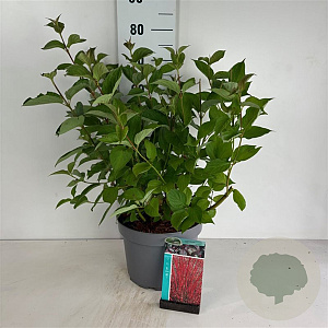 Cornus alba 'Sibirica' 80-100 cm 10L
