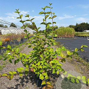 Cornus alba 'Sibirica' 80-100 cm 10L