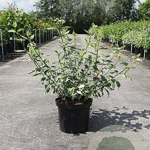 Cornus alba 'Sibirica Variegata' 80-100 cm 10L