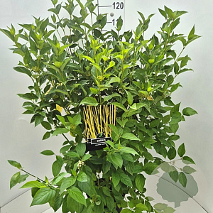 Cornus sericea 'Flaviramea' 100-120 cm 10L
