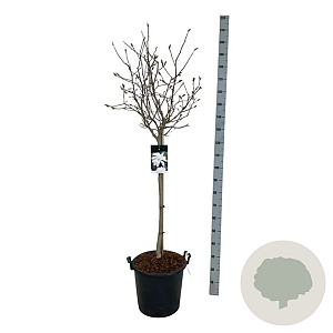 Magnolia stellata 80 cm stam 30L