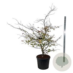 Parrotia persica 200-250 cm cont. 90L extra