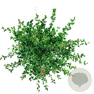 Syringa meyeri 'Palibin' 80 cm stam 15L