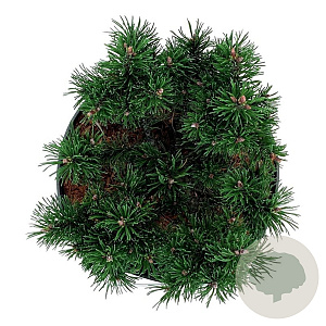 Pinus mugo 'Klosters Grun' 15-20 cm
